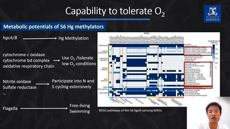 Multi-Omics Reveals Metabolically Versatile Bacterial Mercury Methylators in Marine Oxycline